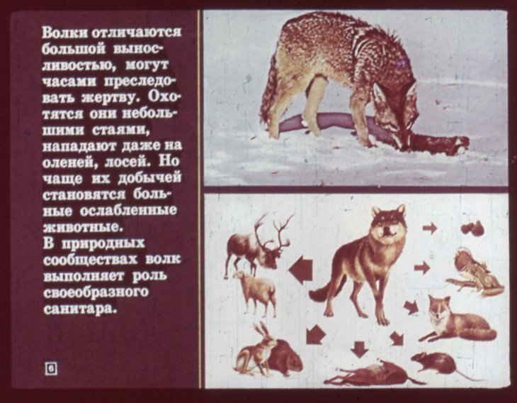 Кадр 6 диафильма «Отряд хищные»