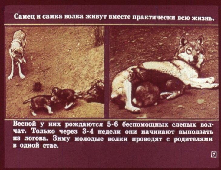 Кадр 7 диафильма «Отряд хищные»