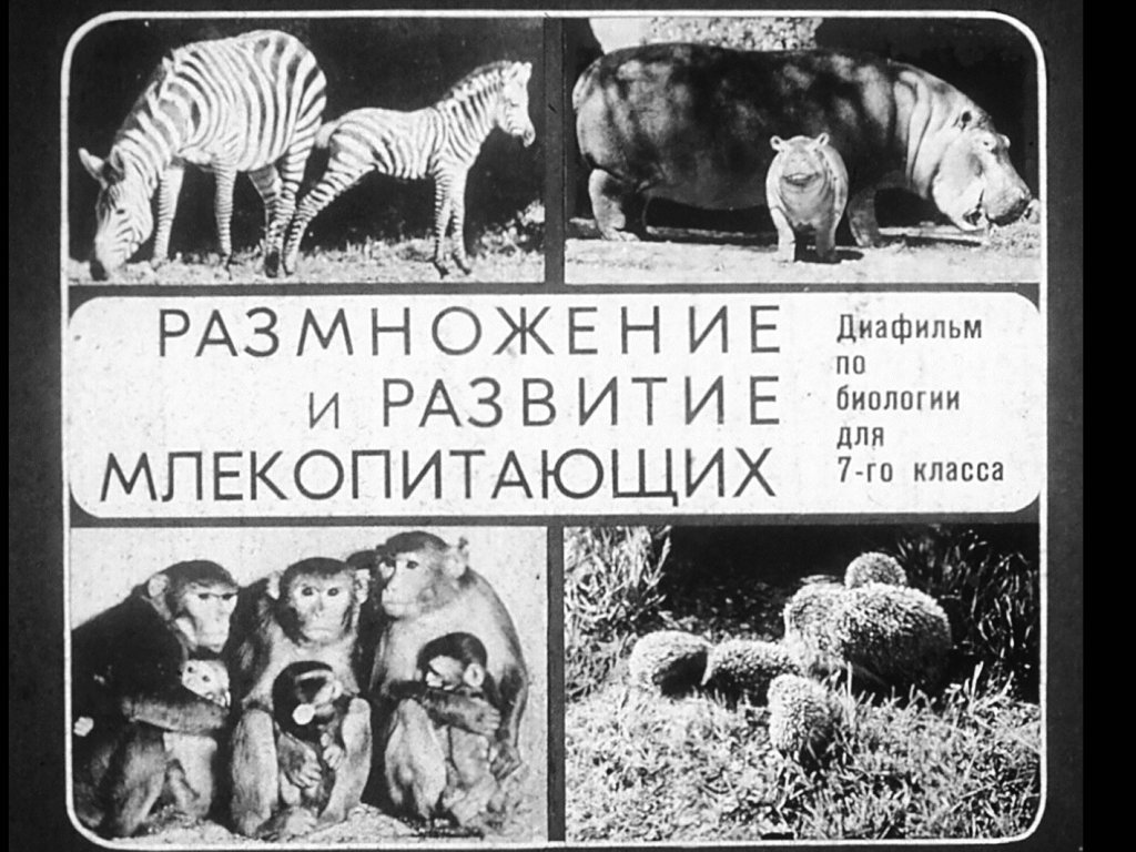 Кадр 1 диафильма «Размножение и развитие млекопитающих»