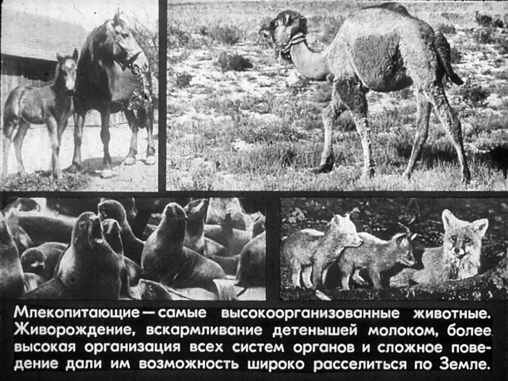 Кадр 3 диафильма «Размножение и развитие млекопитающих»