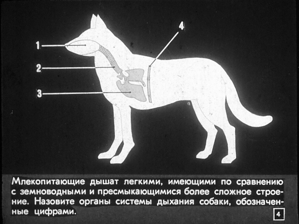 Кадр 4 диафильма «Размножение и развитие млекопитающих»