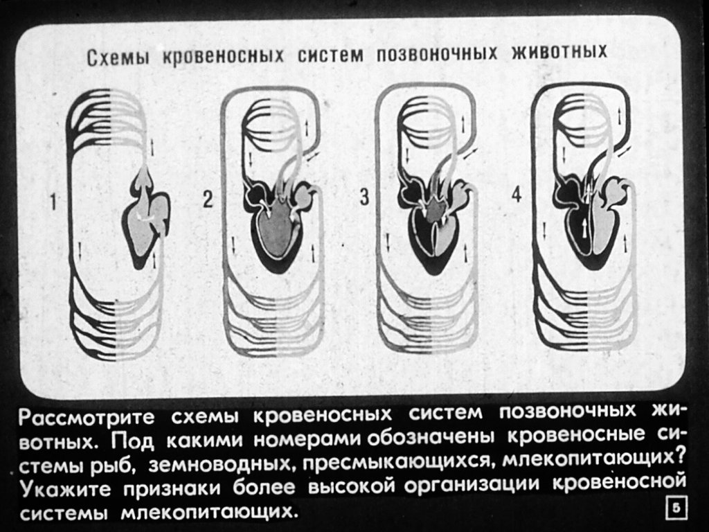 Кадр 5 диафильма «Размножение и развитие млекопитающих»