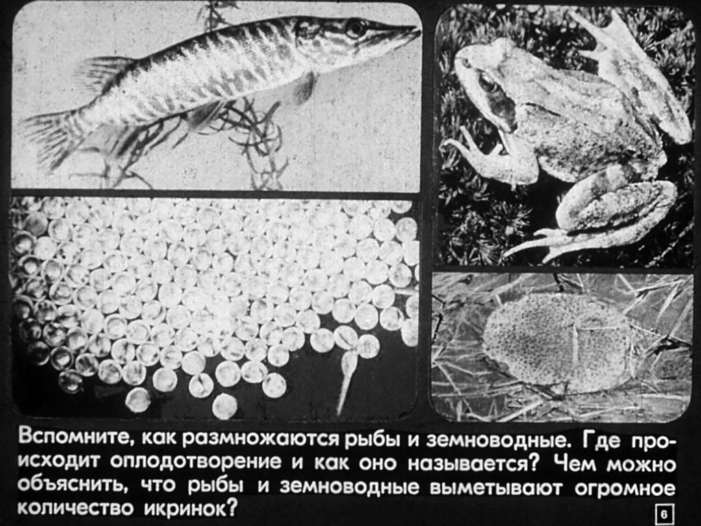 Кадр 6 диафильма «Размножение и развитие млекопитающих»
