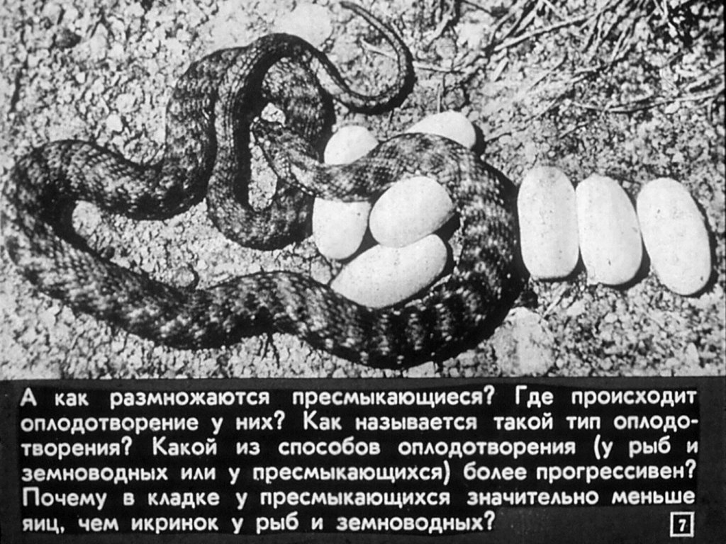 Кадр 7 диафильма «Размножение и развитие млекопитающих»