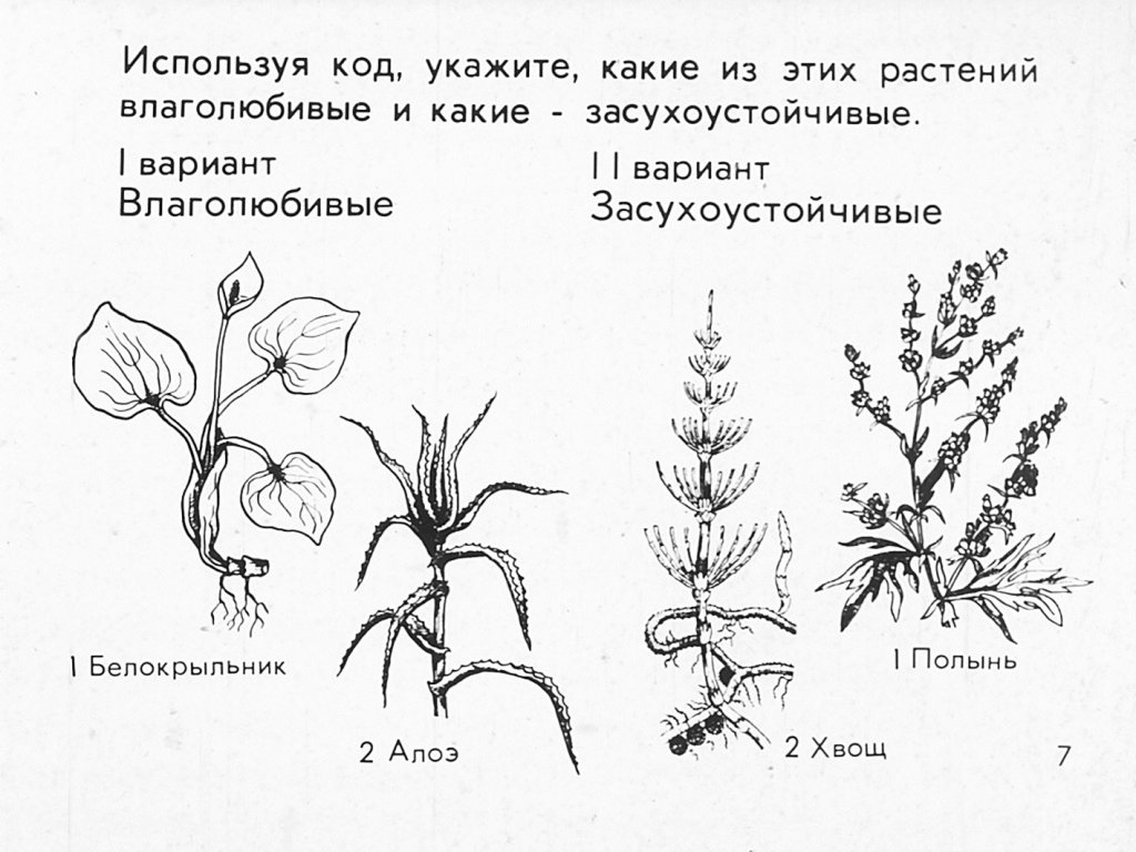 Кадр 7 диафильма «Растения и внешняя среда»