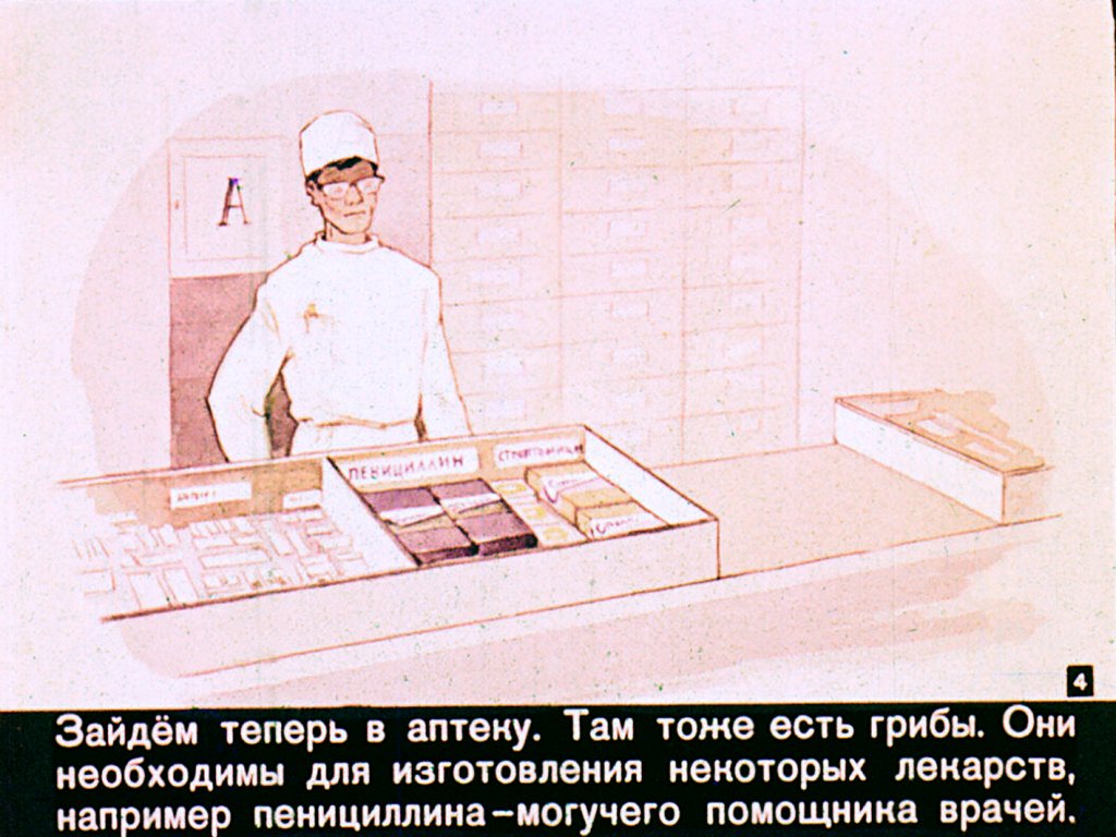 Кадр 4 диафильма «Гриб, ты какой?»