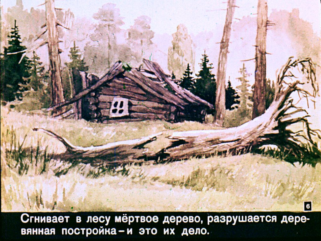 Кадр 6 диафильма «Гриб, ты какой?»