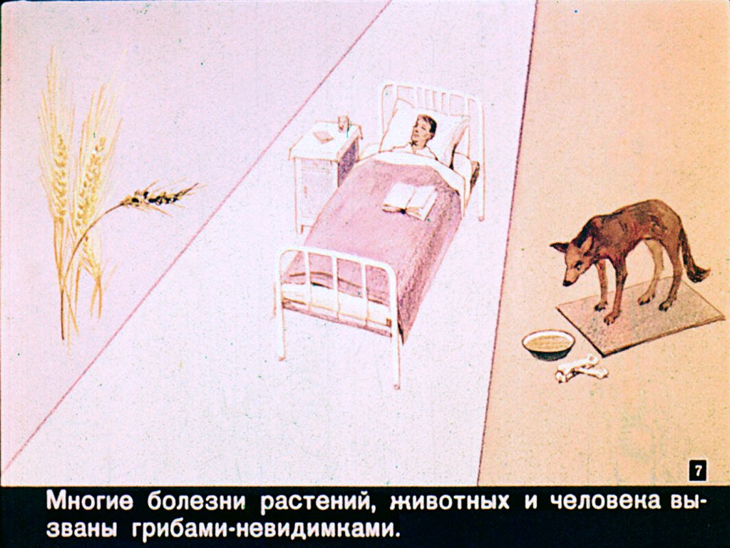 Кадр 7 диафильма «Гриб, ты какой?»