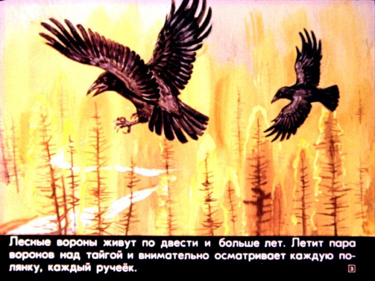 Кадр 3 диафильма «Птицы наших лесов»