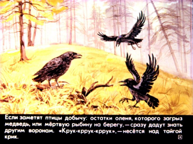 Кадр 4 диафильма «Птицы наших лесов»