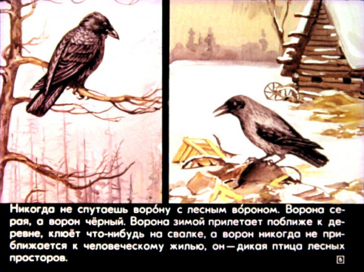Кадр 5 диафильма «Птицы наших лесов»