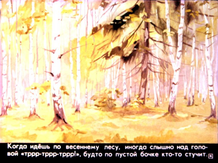 Кадр 6 диафильма «Птицы наших лесов»