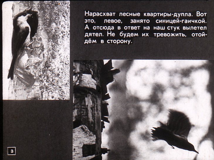 Кадр 3 диафильма «Летят перелетные птицы, или Приключения скворца Шурки»