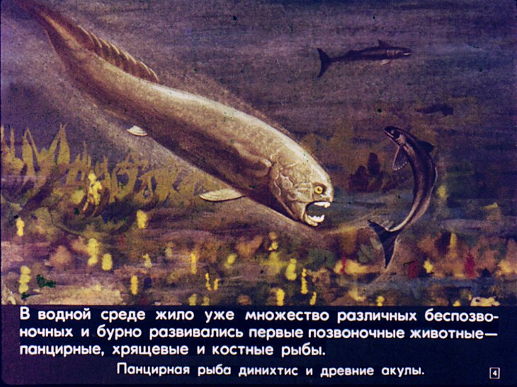 Кадр 4 диафильма «Кистеперые и двоякодышащие рыбы»