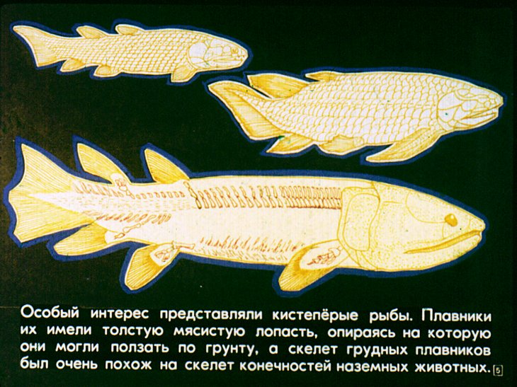 Кадр 5 диафильма «Кистеперые и двоякодышащие рыбы»
