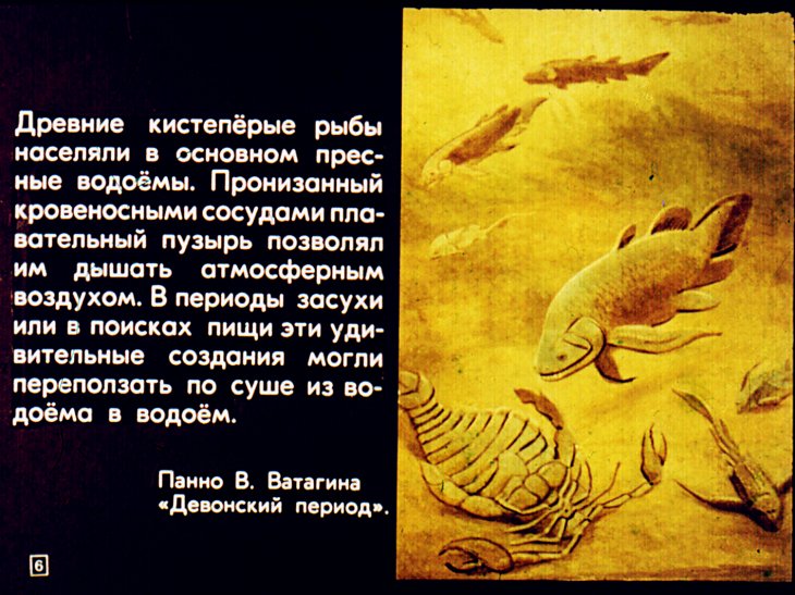 Кадр 6 диафильма «Кистеперые и двоякодышащие рыбы»