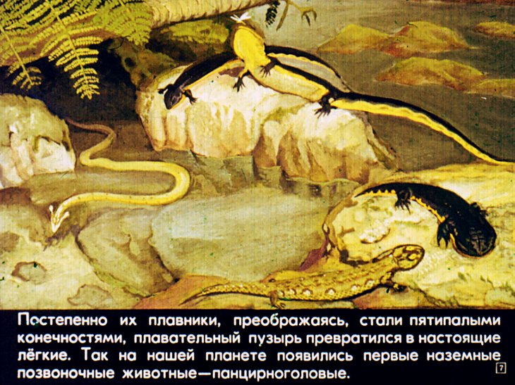 Кадр 7 диафильма «Кистеперые и двоякодышащие рыбы»