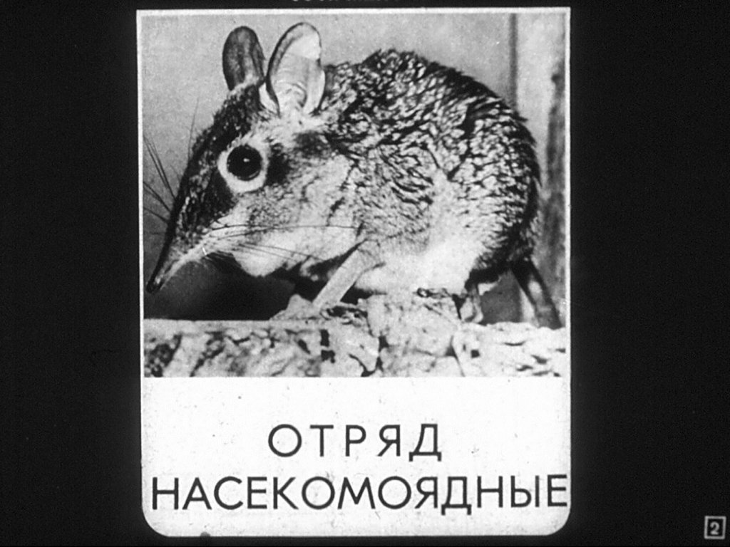 Кадр 2 диафильма «Отряды: насекомоядные, рукокрылые»