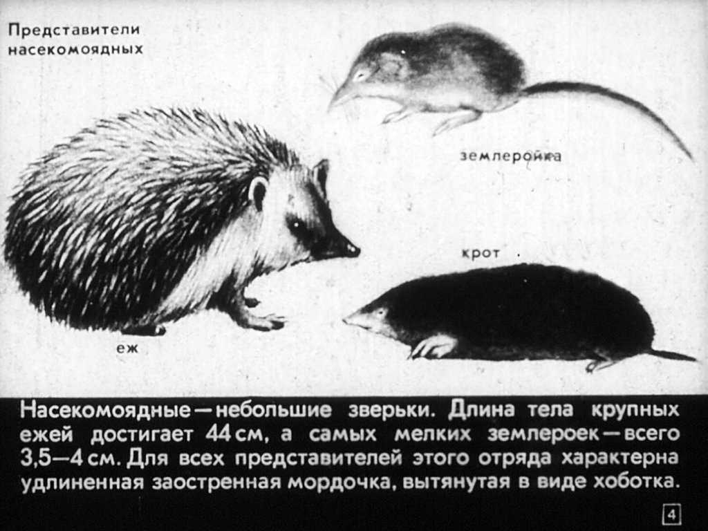 Кадр 4 диафильма «Отряды: насекомоядные, рукокрылые»