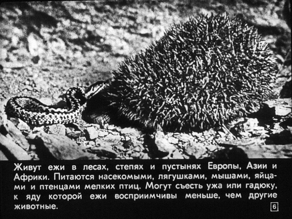 Кадр 6 диафильма «Отряды: насекомоядные, рукокрылые»