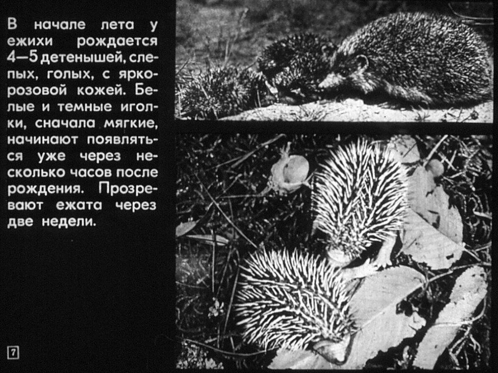 Кадр 7 диафильма «Отряды: насекомоядные, рукокрылые»