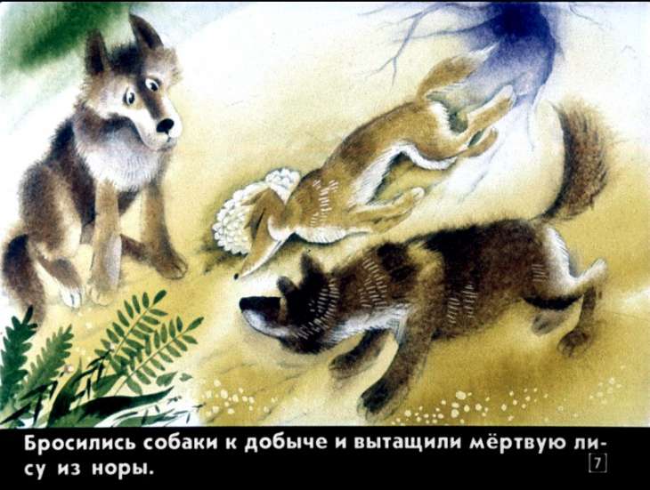 Кадр 7 диафильма «Лесной отец и лесная мать»