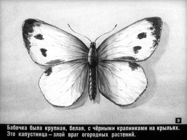 Кадр 3 диафильма «Враги и друзья огорода»