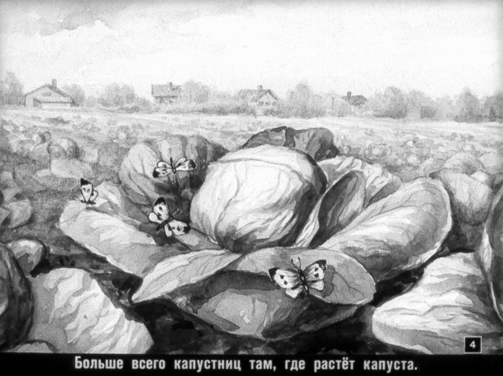 Кадр 4 диафильма «Враги и друзья огорода»