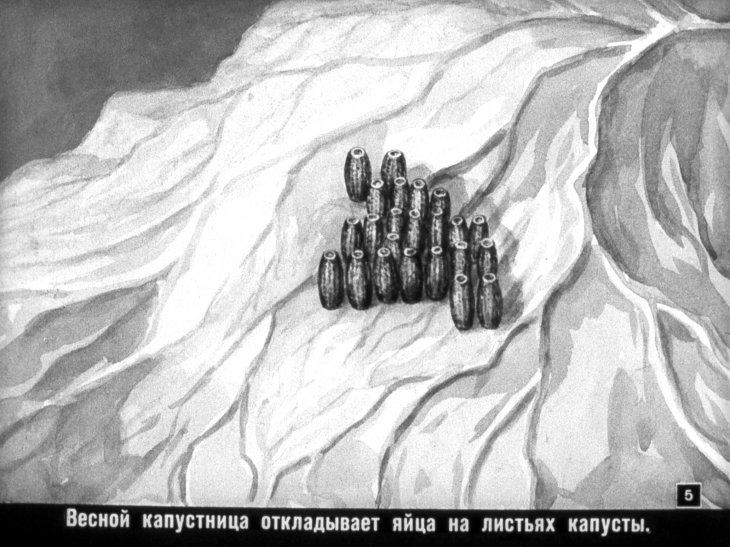 Кадр 5 диафильма «Враги и друзья огорода»