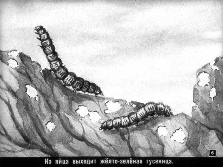 Кадр 6 диафильма «Враги и друзья огорода»
