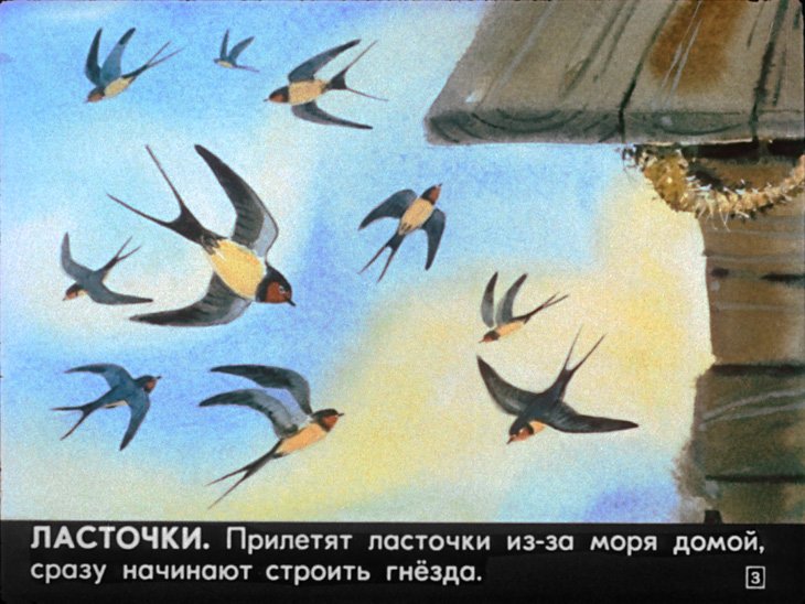 Кадр 3 диафильма «Кто где живет»