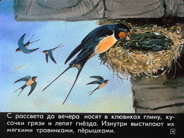 Кадр 4 диафильма «Кто где живет»