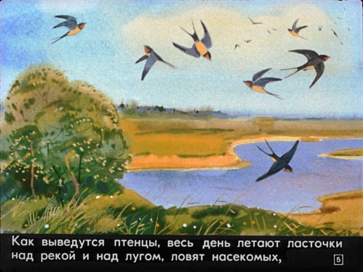 Кадр 5 диафильма «Кто где живет»