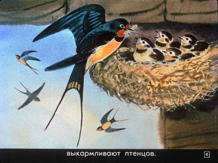 Кадр 6 диафильма «Кто где живет»