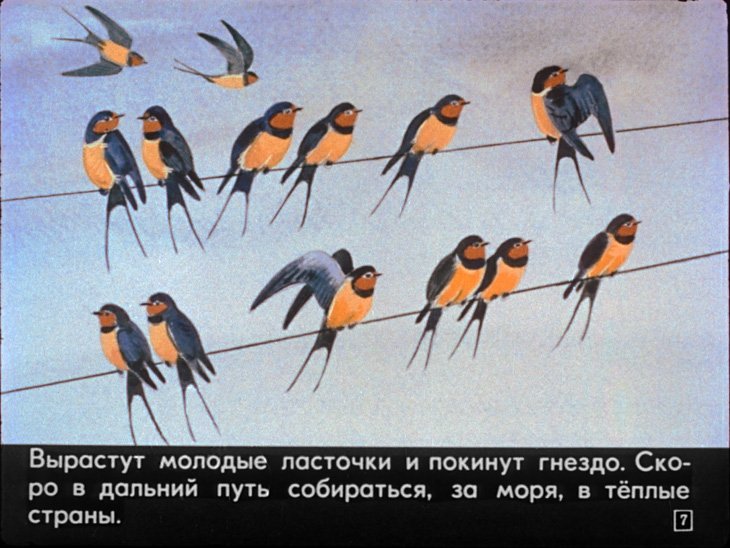 Кадр 7 диафильма «Кто где живет»