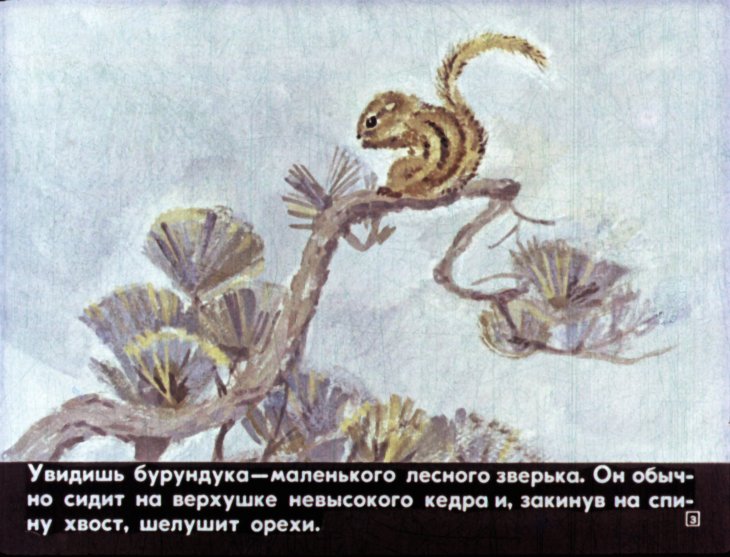 Кадр 3 диафильма «Медведь и бурундук»