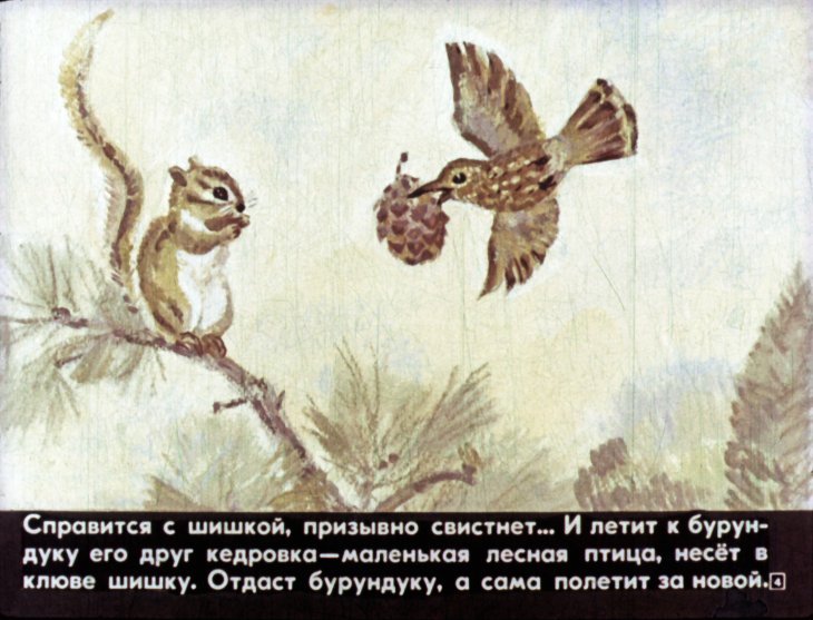 Кадр 4 диафильма «Медведь и бурундук»