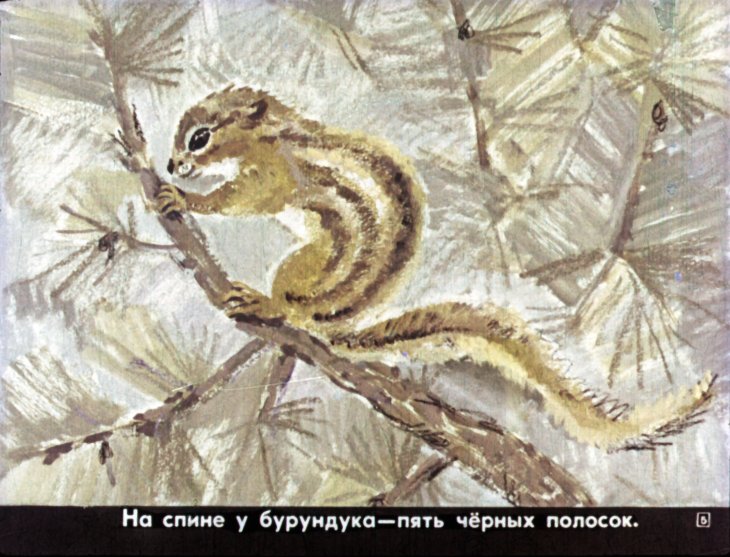 Кадр 5 диафильма «Медведь и бурундук»