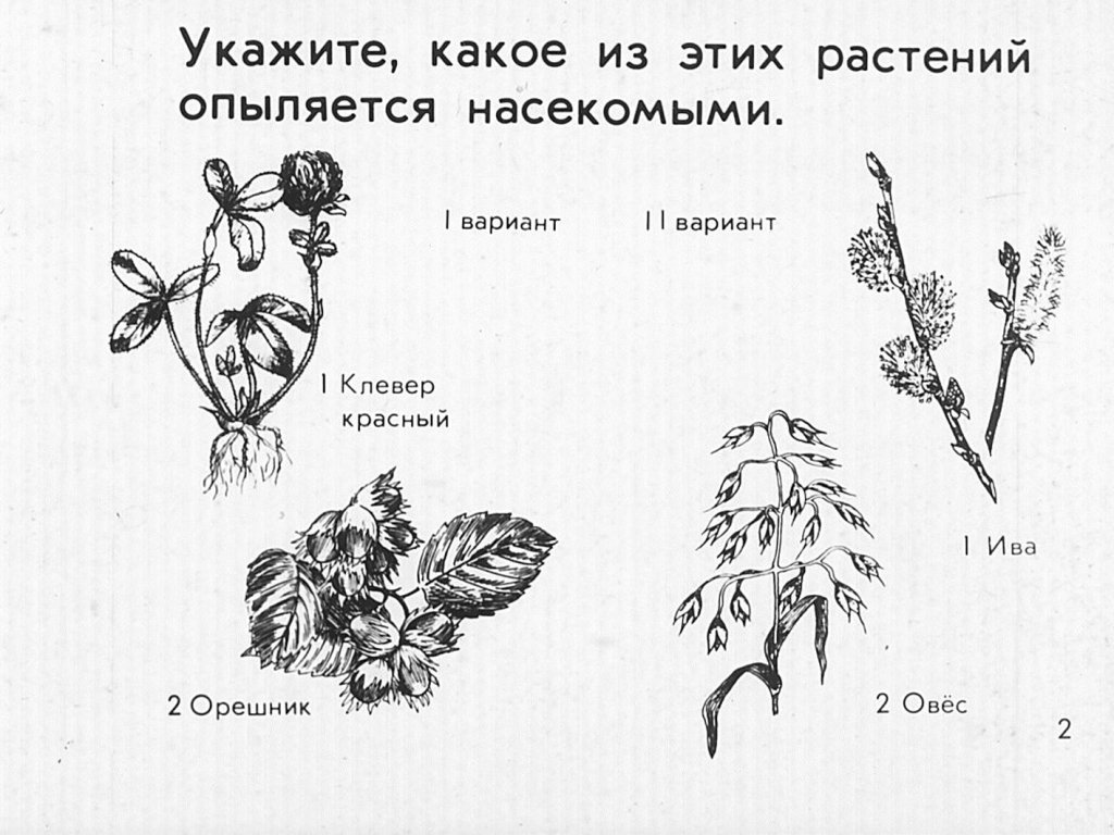 Кадр 2 диафильма «Опыление растений»