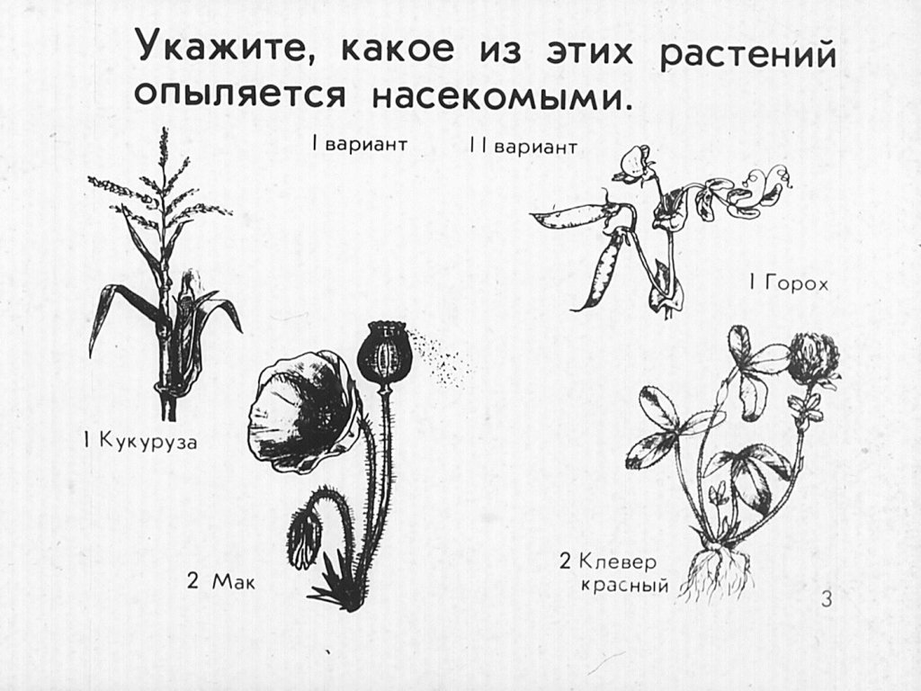 Кадр 3 диафильма «Опыление растений»