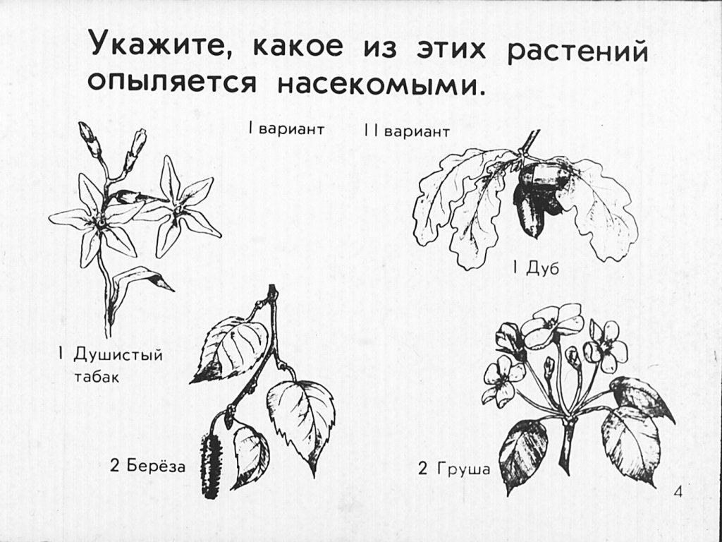 Кадр 4 диафильма «Опыление растений»