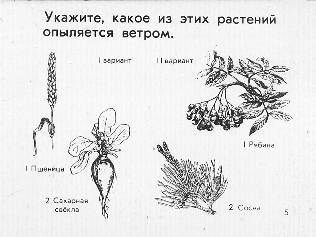 Кадр 5 диафильма «Опыление растений»