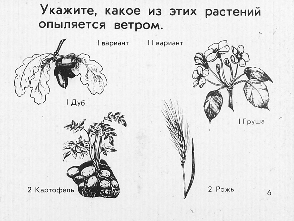 Кадр 6 диафильма «Опыление растений»