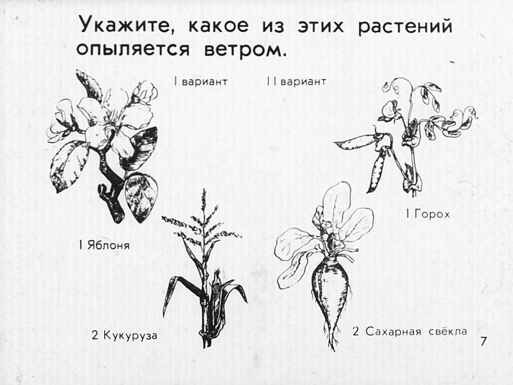 Кадр 7 диафильма «Опыление растений»