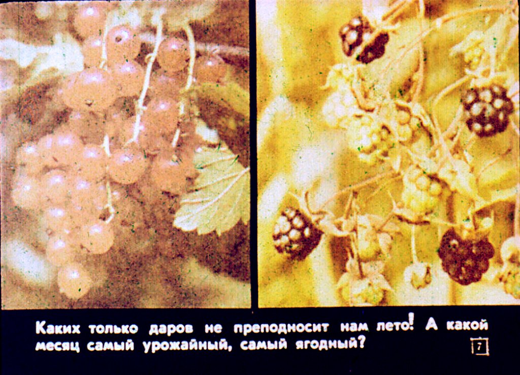 Кадр 7 диафильма «Лето»