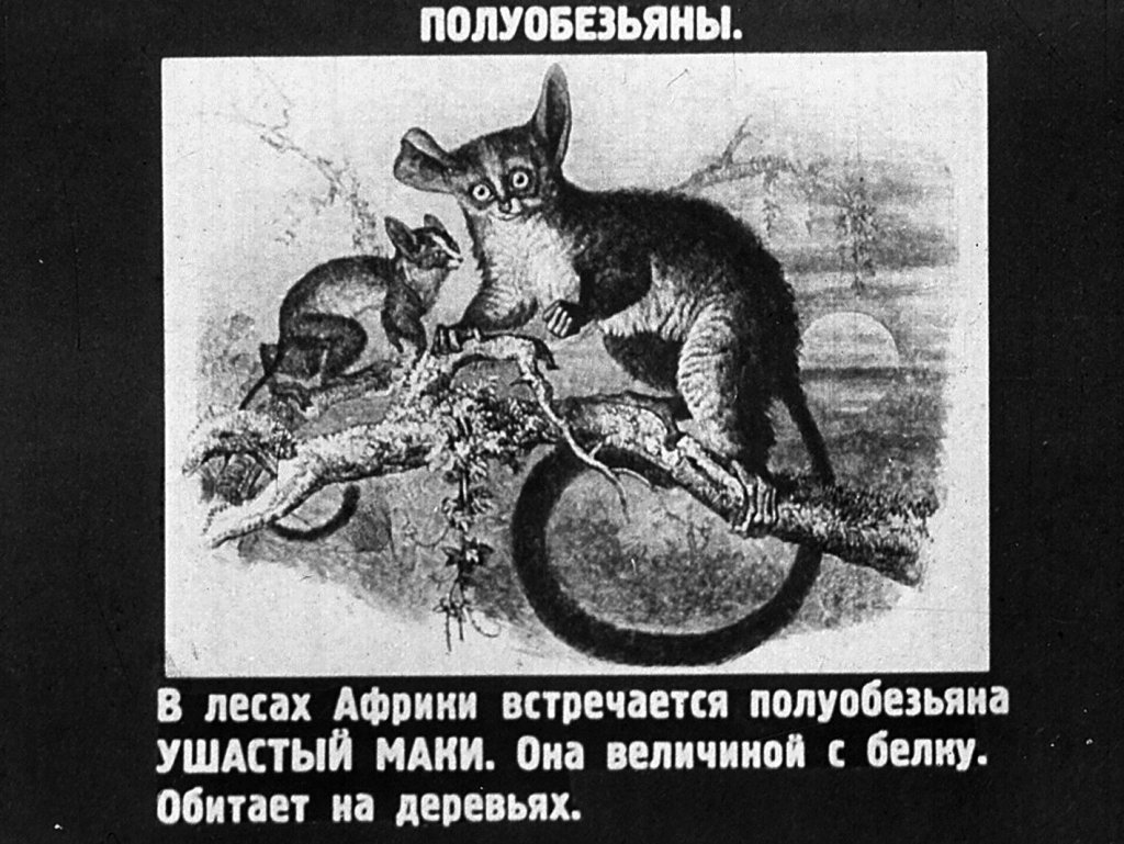 Кадр 2 диафильма «Млекопитающие. Часть VI»