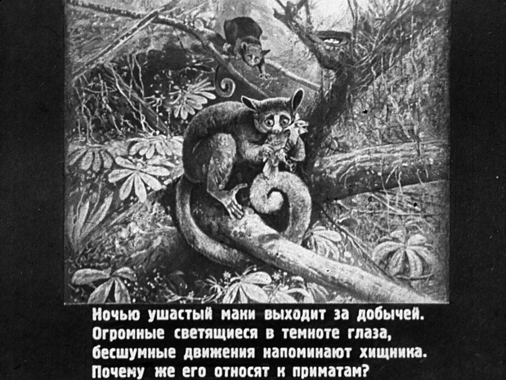Кадр 3 диафильма «Млекопитающие. Часть VI»