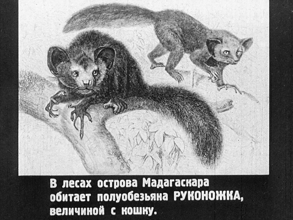 Кадр 4 диафильма «Млекопитающие. Часть VI»