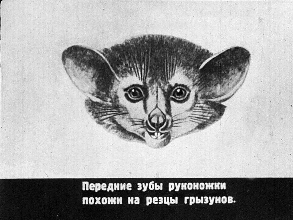 Кадр 5 диафильма «Млекопитающие. Часть VI»