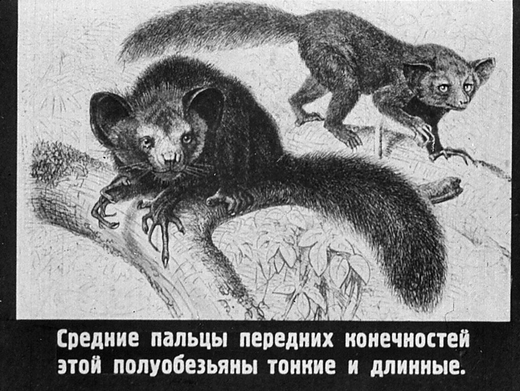 Кадр 7 диафильма «Млекопитающие. Часть VI»